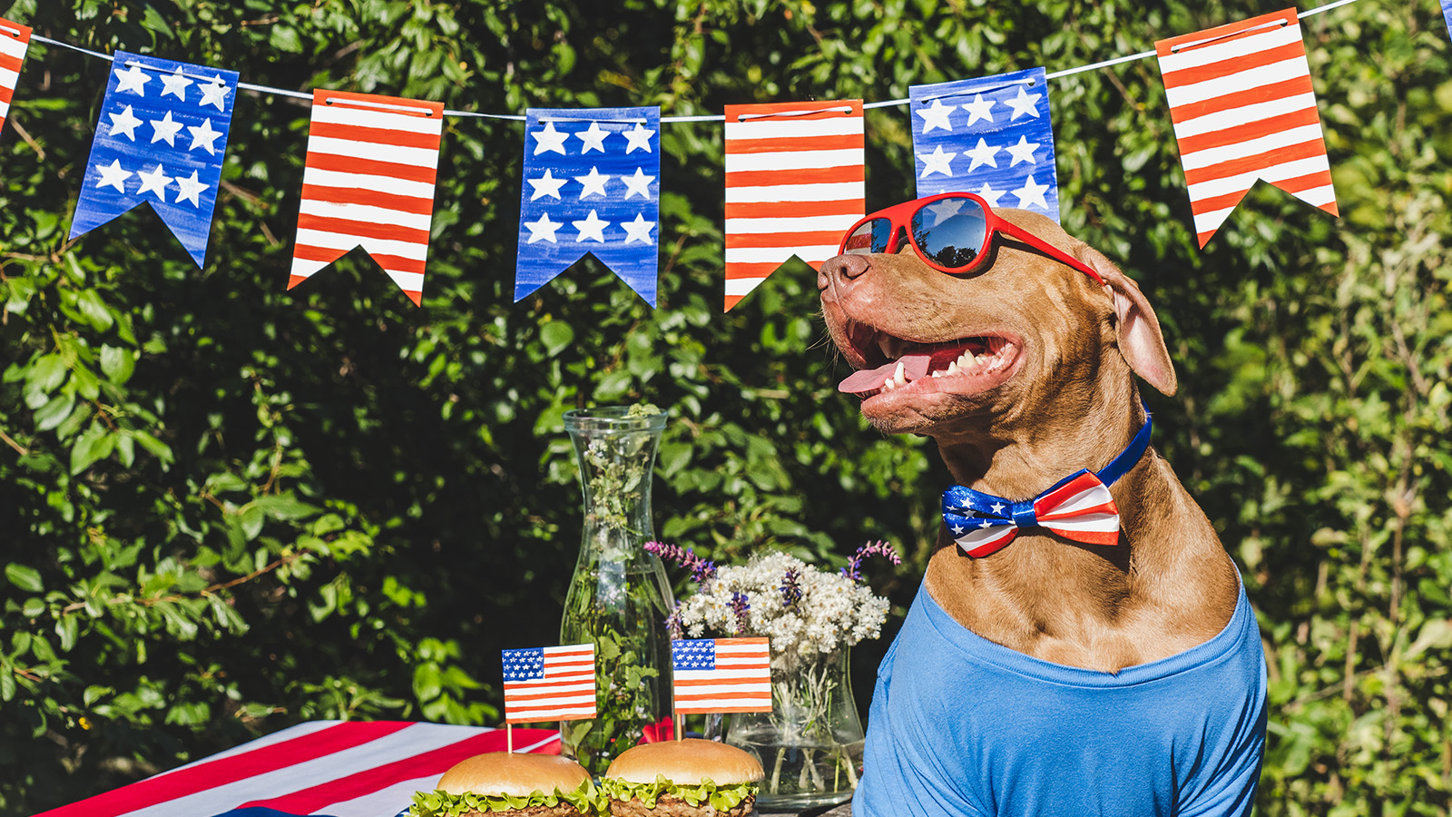 A happy dog in red sunglasses and a blue t-shirt at a July 4th BBQ